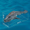 Apex Predator Fish Simulation Remote Controlled Toy